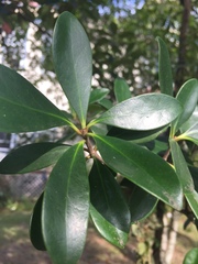 Ternstroemia