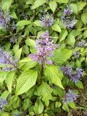 Plectranthus ecklonii