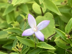 Houstonia montana