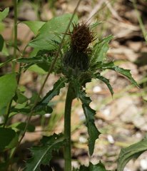 Cirsium pumilum