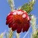 Protea nana - Photo (c) Nigel Forshaw, μερικά δικαιώματα διατηρούνται (CC BY-NC), uploaded by Nigel Forshaw