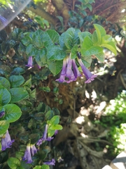 Rhaphithamnus venustus