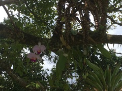 Cattleya trianae
