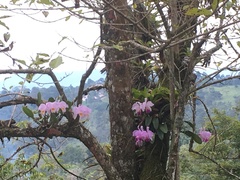 Cattleya trianae