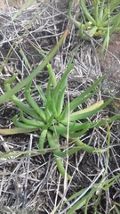 Phemeranthus napiformis