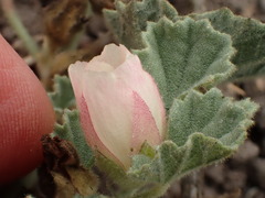 Malvella leprosa