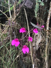 Comparettia falcata