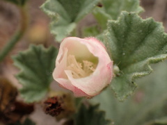 Malvella leprosa