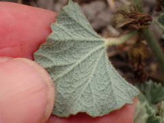 Malvella leprosa