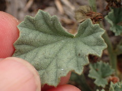Malvella leprosa
