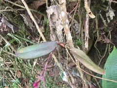 Comparettia falcata