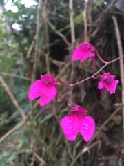 Comparettia falcata