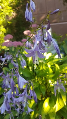 Hosta