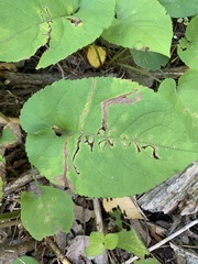 Scrobipalpula manierreorum