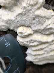 Polyporales