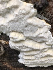Polyporales
