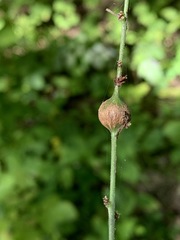 Neolasioptera desmodii