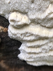 Polyporales