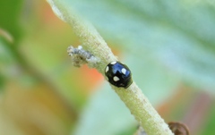 Hyperaspis octonotata