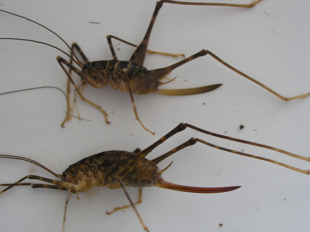 Pachyrhamma spinosum
