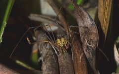 Ventrivomer ancyrophorus