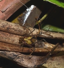 Ventrivomer ancyrophorus
