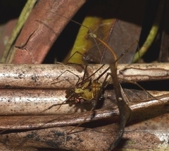 Ventrivomer ancyrophorus