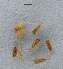 Cryptoneossa triangula