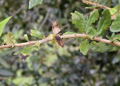 Anasa scorbutica