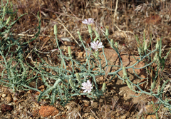 Stephanomeria parryi
