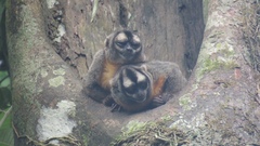Ma's Night Monkey photo 5