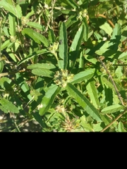 Croton glandulosus septentrionalis