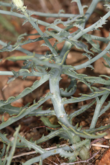 Stephanomeria parryi