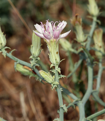 Stephanomeria parryi
