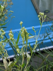 Lepidium latifolium