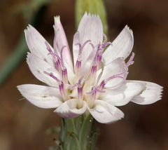 Stephanomeria parryi