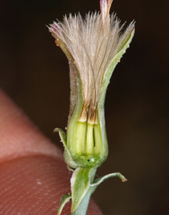 Stephanomeria parryi