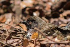 Pipilo maculatus socorroensis