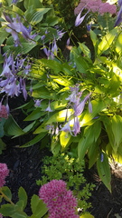 Hosta