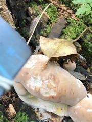 Fomitopsidaceae