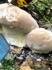 Fomitopsidaceae
