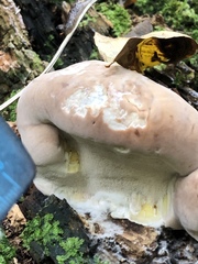 Fomitopsidaceae