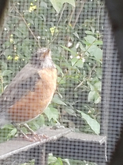 Turdus migratorius