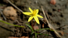 Pauridia trifurcillata
