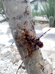 Trachyderes elegans