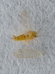 Cryptoneossa triangula