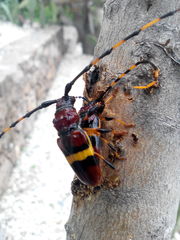 Trachyderes elegans