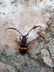 Trachyderes elegans