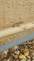 Anolis sagrei
