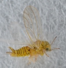 Cryptoneossa triangula